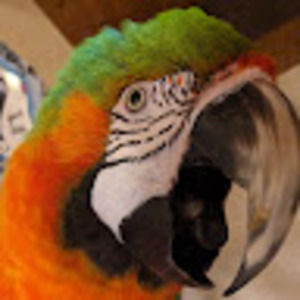 Meet your Posher, Becky